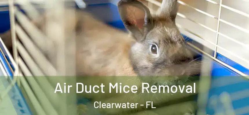 Air Duct Mice Removal Clearwater - FL