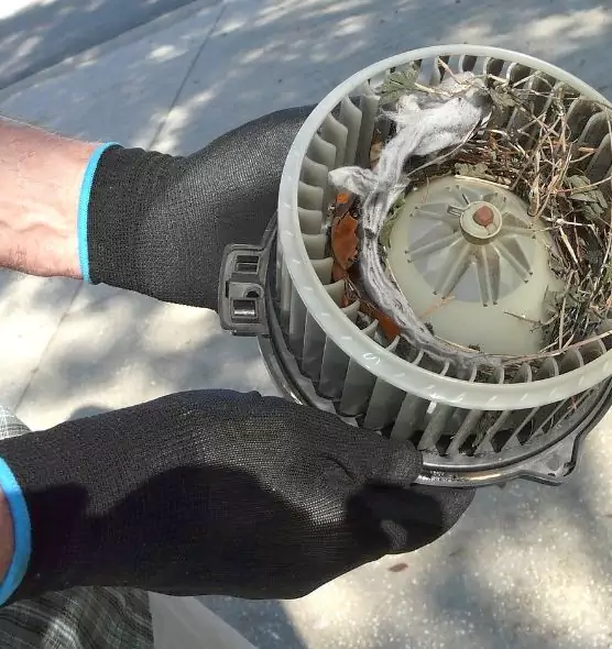 About Air Duct Rat Removal in Clearwater, FL